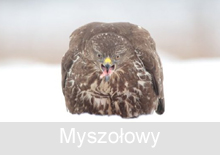 Myszołowy